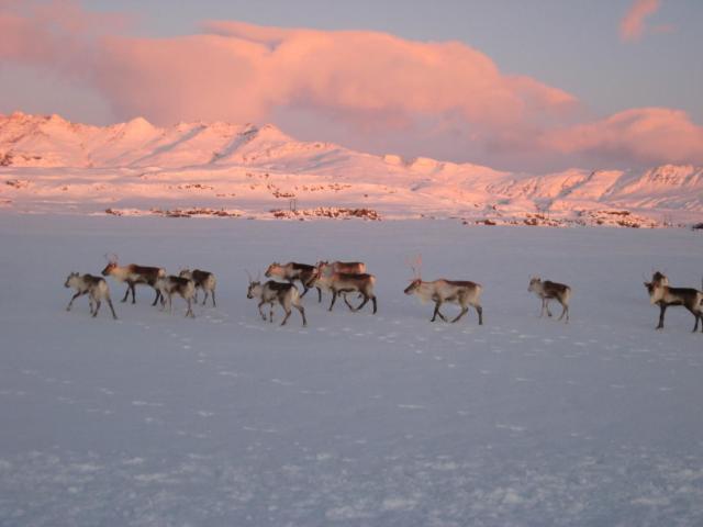Dilksnes Guesthouse Höfn Dış mekan fotoğraf
