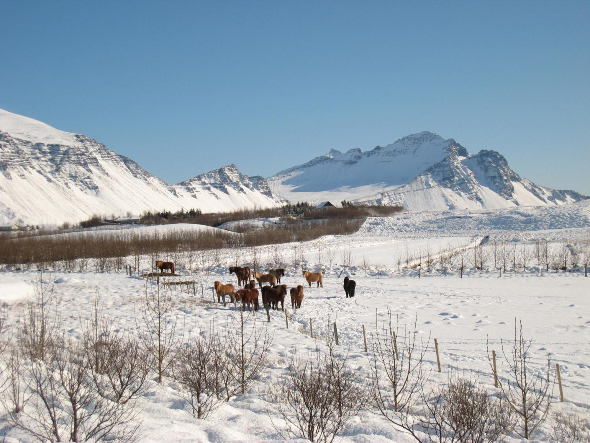 Dilksnes Guesthouse Höfn Dış mekan fotoğraf