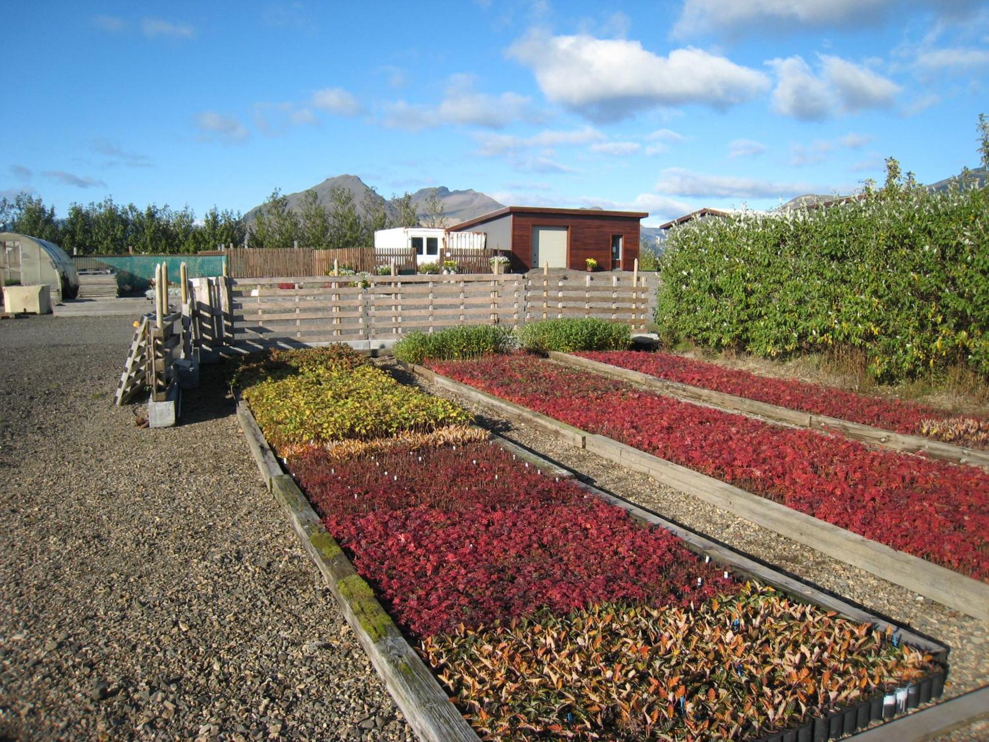 Dilksnes Guesthouse Höfn Dış mekan fotoğraf
